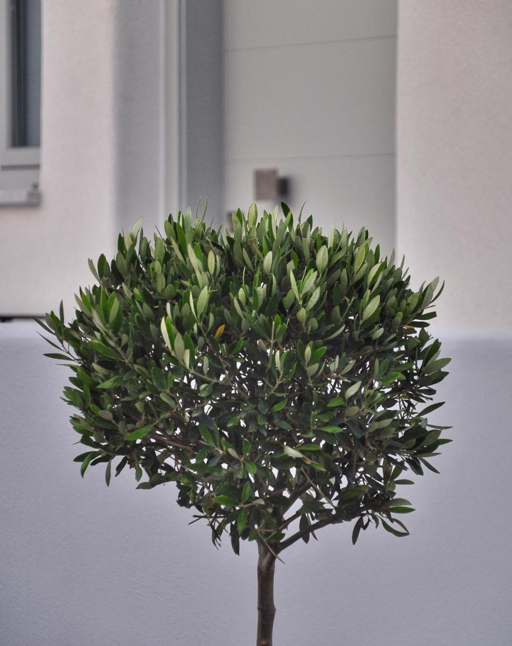 Quartano Luxury Cycladic Residence, Adults Only ナウサ エクステリア 写真